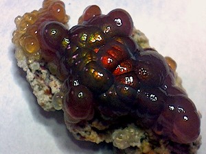 Photo Fire Agate Rough Gemstone Mineral Specimen 26.9 Carats Deer Creek Arizona DCM021